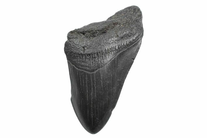 Partial Fossil Megalodon Tooth - South Carolina #362572